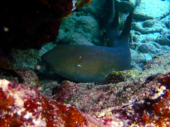 Nurse Shark