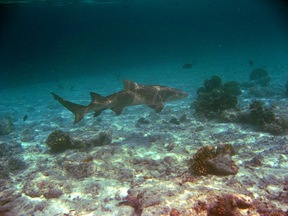 Lemon Shark