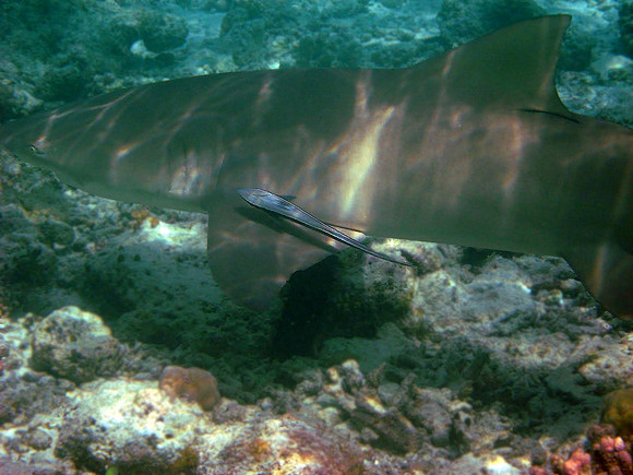 Lemon Shark