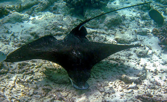 Patterned Eagleray