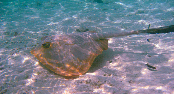Common Stingray