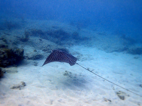 Spotted Eagleray