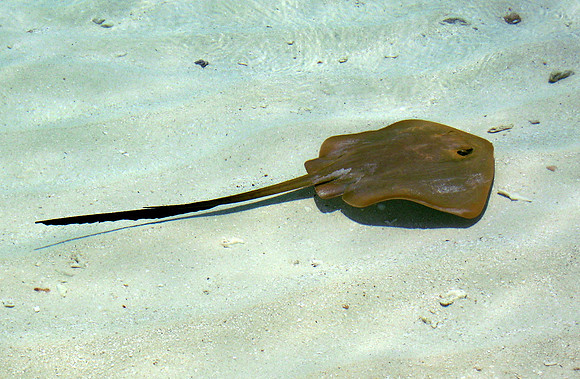Common Stingray
