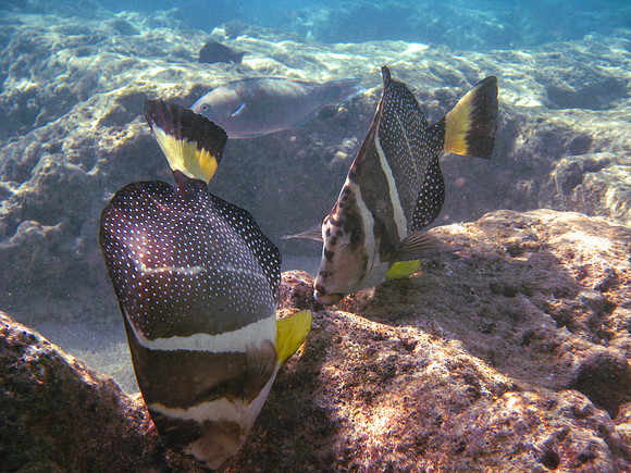 Whitespotted Surgeonfish