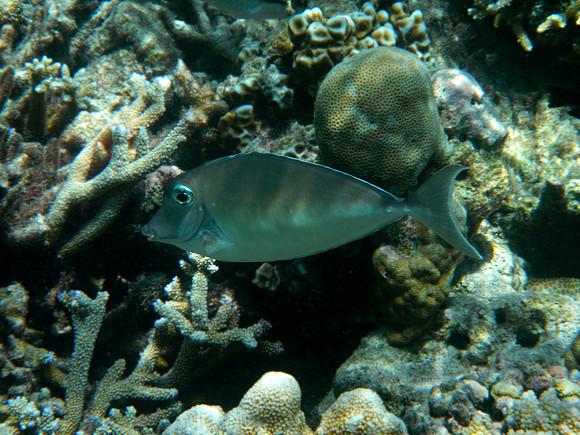 Bluespine Unicornfish