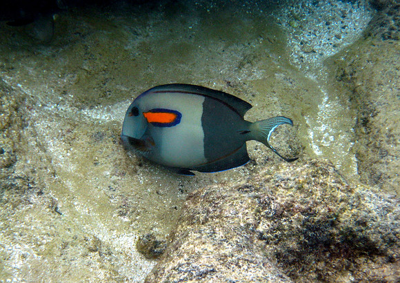 Orangeband Surgeonfish