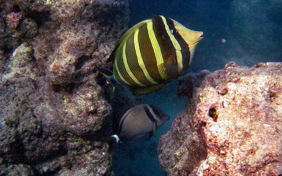 Sailfin Tang