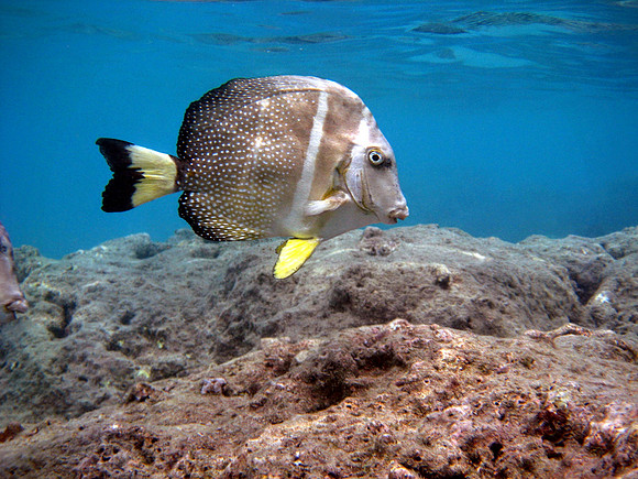 Whitespotted Surgeonfish