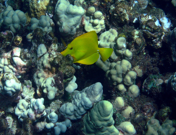 Yellow Tang