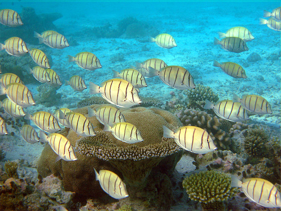 Convict Surgeonfish