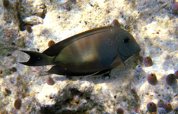 Lined Bristletooth Surgeonfish