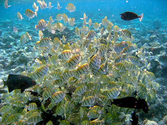 Convict Surgeonfish