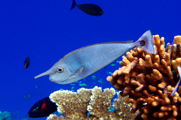 Spotted Unicornfish