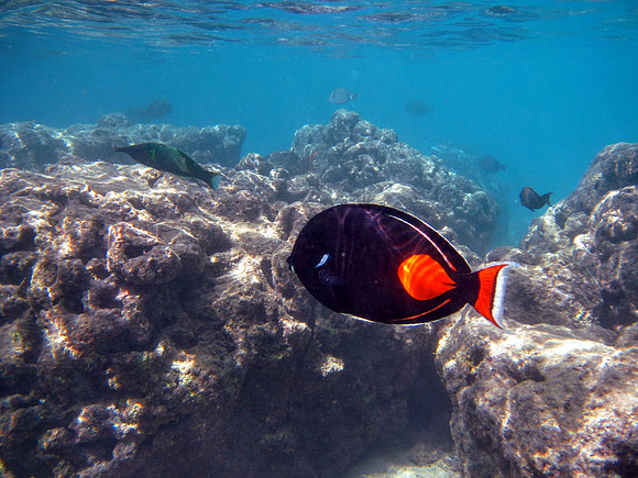 Achilles Tang