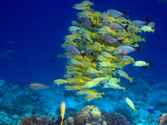 Five Lined Snapper