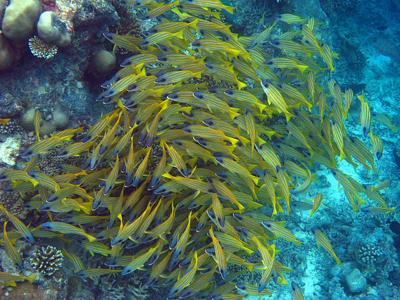 Five Lined Snapper