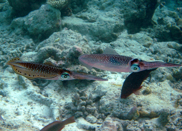 Bigfin Reef Squid