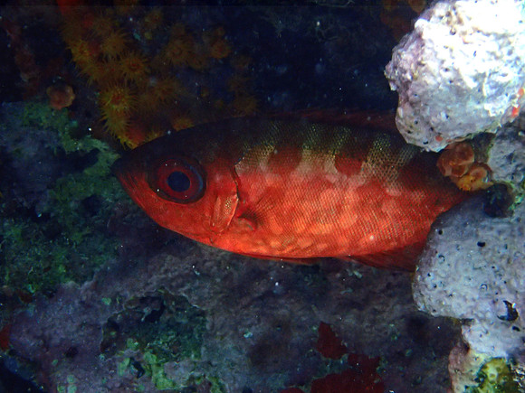 Common Bigeye