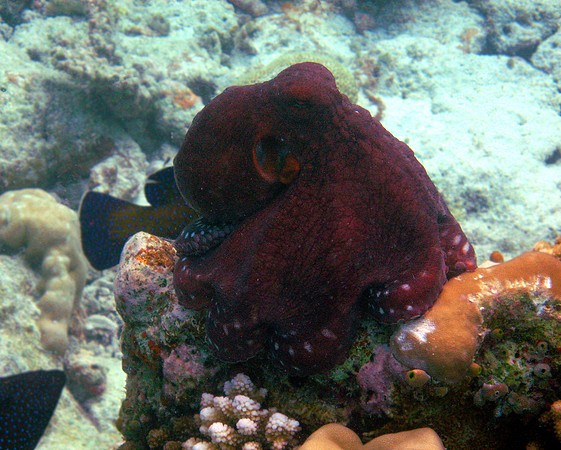 Cyanea Octopus