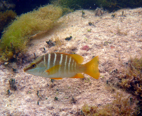 Schoolmaster Snapper (juvenile)