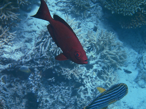 Common Bigeye