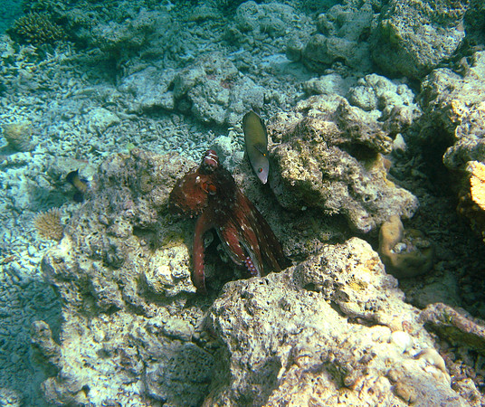 Marbled Octopus