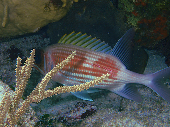 Squirrel Fish