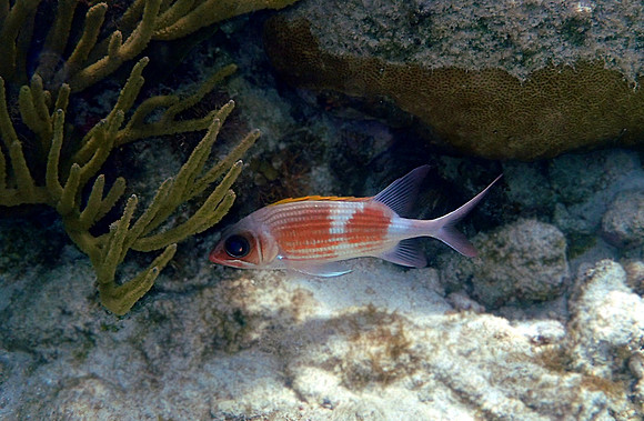 Squirrel Fish