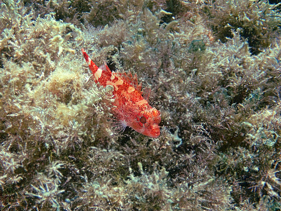 Red Banded Rockfish