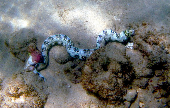 Snowflake Moray