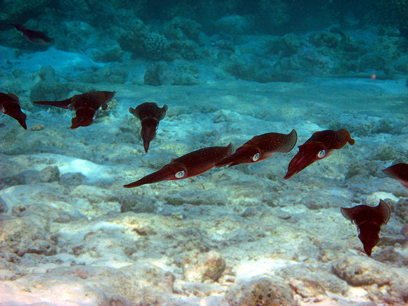 Bigfin Reef Squid