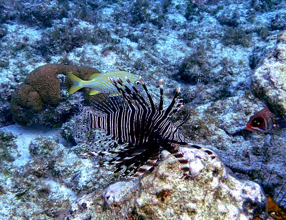 Common Lionfish