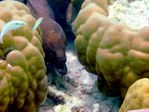 Giant Moray