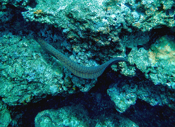 Stout Moray