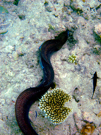 Giant Moray