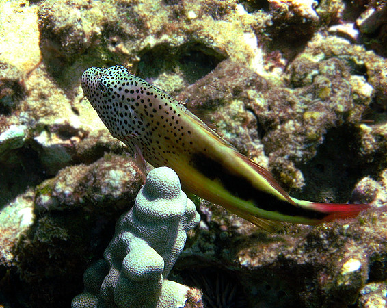 Fosters Hawkfish