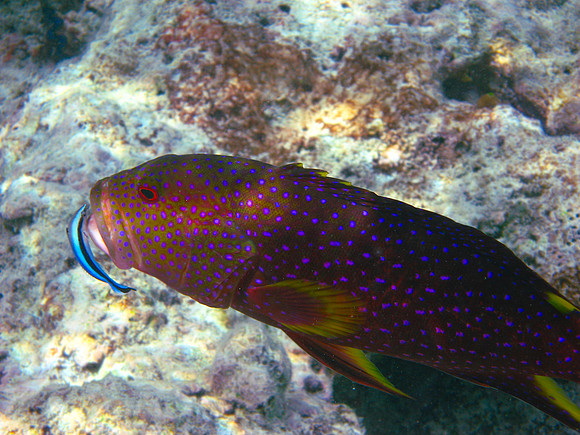 Lyertail Grouper