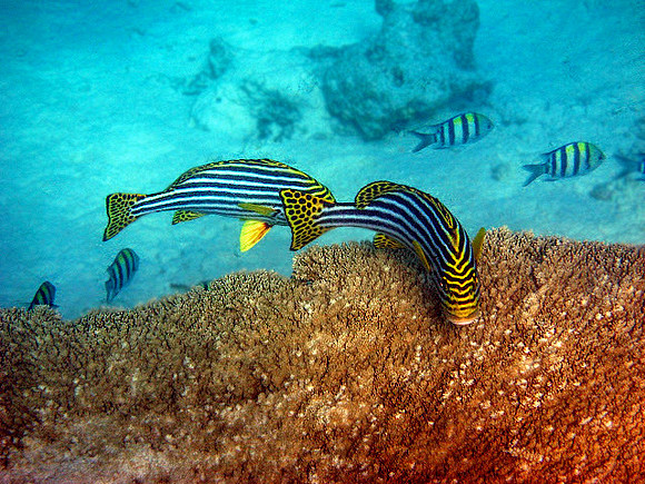 Oriental Sweetlips
