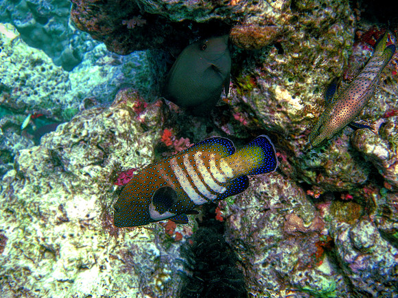 Peacock Grouper