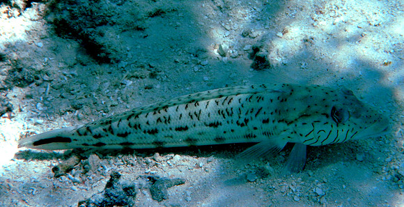 Sand Lizardfish