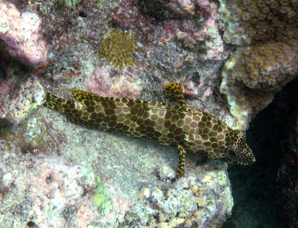 Four Saddle Grouper