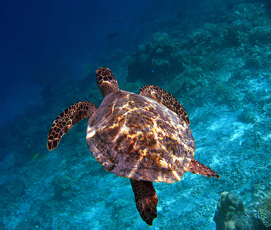 Hawksbill Turtle