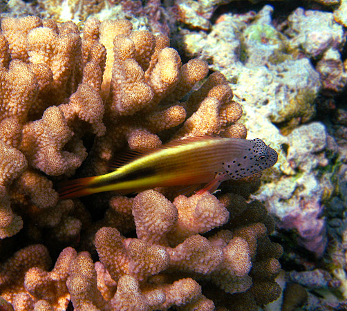 Fosters Hawkfish