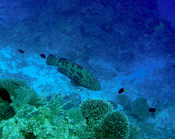 Brownmarbled Grouper