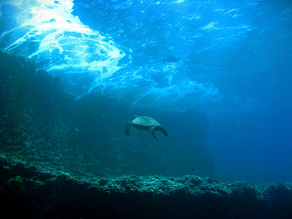 Green Turtle