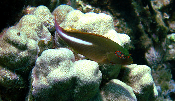 Arc-Eye Hawkfish