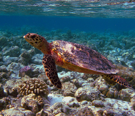 Hawksbill Turtle