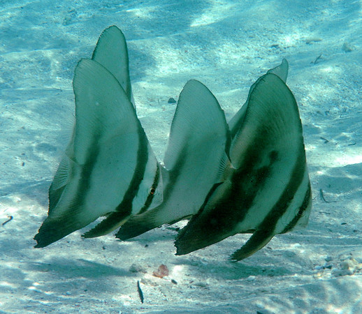 Longfin Batfish