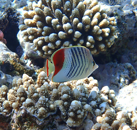 Crown Butterfly Fish