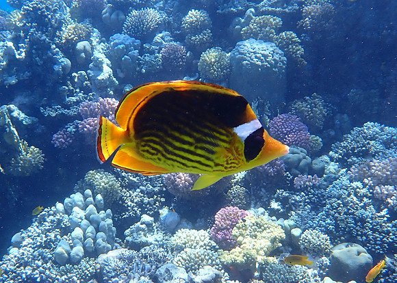Red Sea Raccoon Butterfly Fish